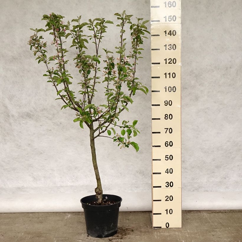 Exemplar von Apfelbaum Grand Alexandre - Malus domestica Topf mit 7,5L/10L, Gobelet-Form wie im Frühjahr geliefert