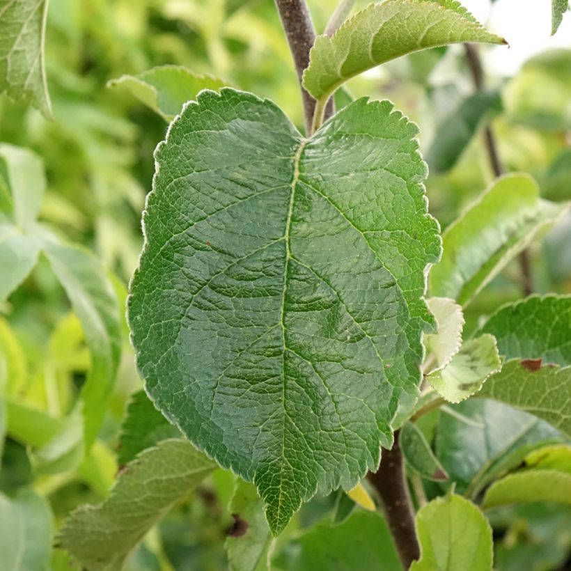 Apfelbaum Grand Alexandre - Malus domestica (Foliage)