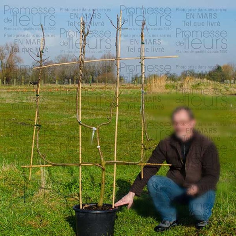 Example of Apfelbaum Granny Smith - Malus domestica Topf mit 18L/20L, Verrier-Palmette (U-Spalierform) as you get