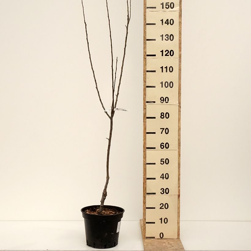 Exemplar von Apfelbaum Granny Smith - Malus domestica Topf mit 7,5L/10L, Gobelet-Form wie im Winter geliefert