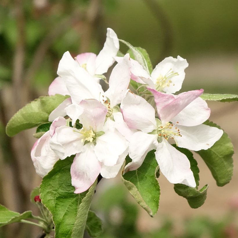 Apfelbaum Granny Smith - Malus domestica (Flowering)