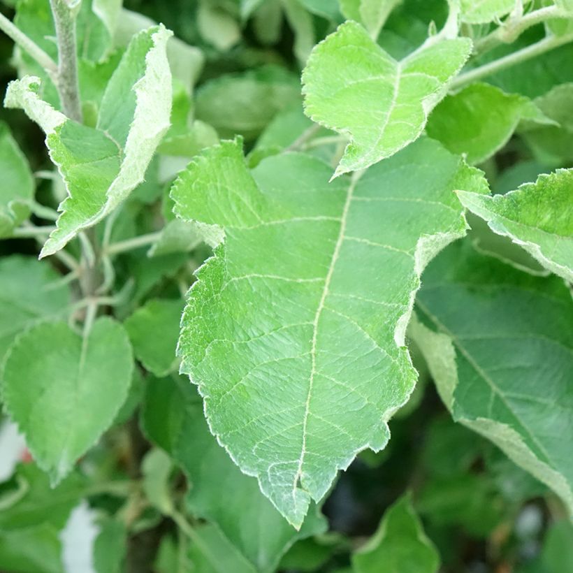 Apfelbaum Gravenstein - Malus domestica (Foliage)