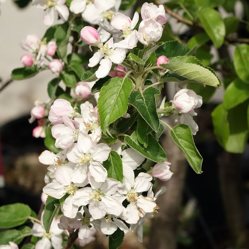 Apfelbaum Idared - Malus domestica (Flowering)