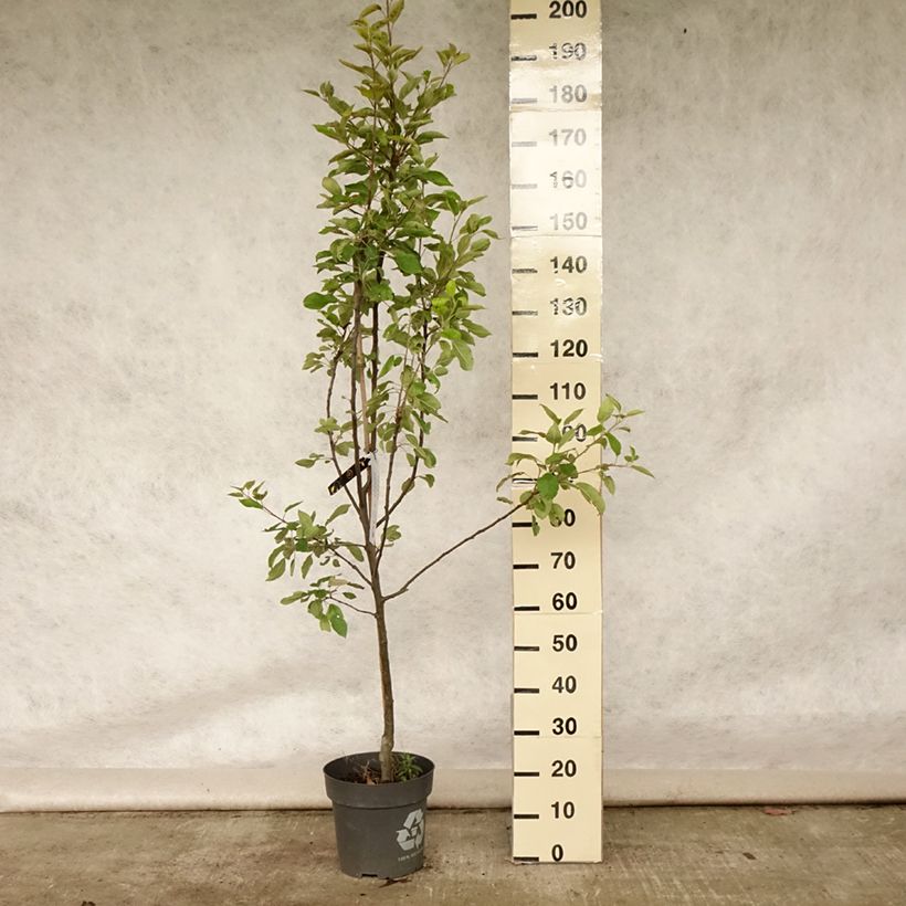Exemplar von Apfelbaum Ingrid Marie - Malus domestica Topf mit 7,5L/10L wie im Sommer geliefert