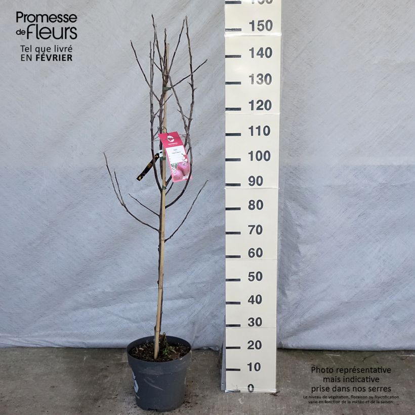Exemplar von Apfelbaum Ingrid Marie - Malus domestica Topf mit 7,5L/10L wie im Winter geliefert
