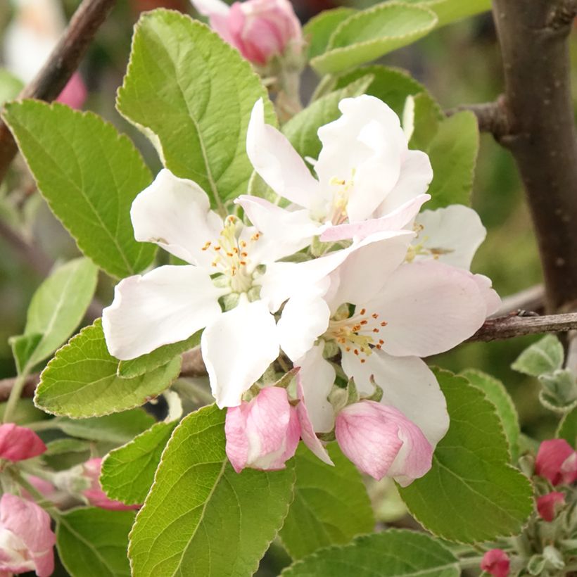 Apfelbaum Ingrid Marie - Malus domestica (Flowering)