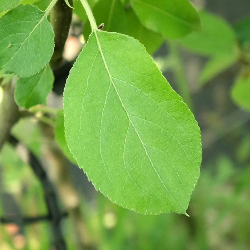 Apfelbaum Jacques Lebel - Malus domestica (Foliage)