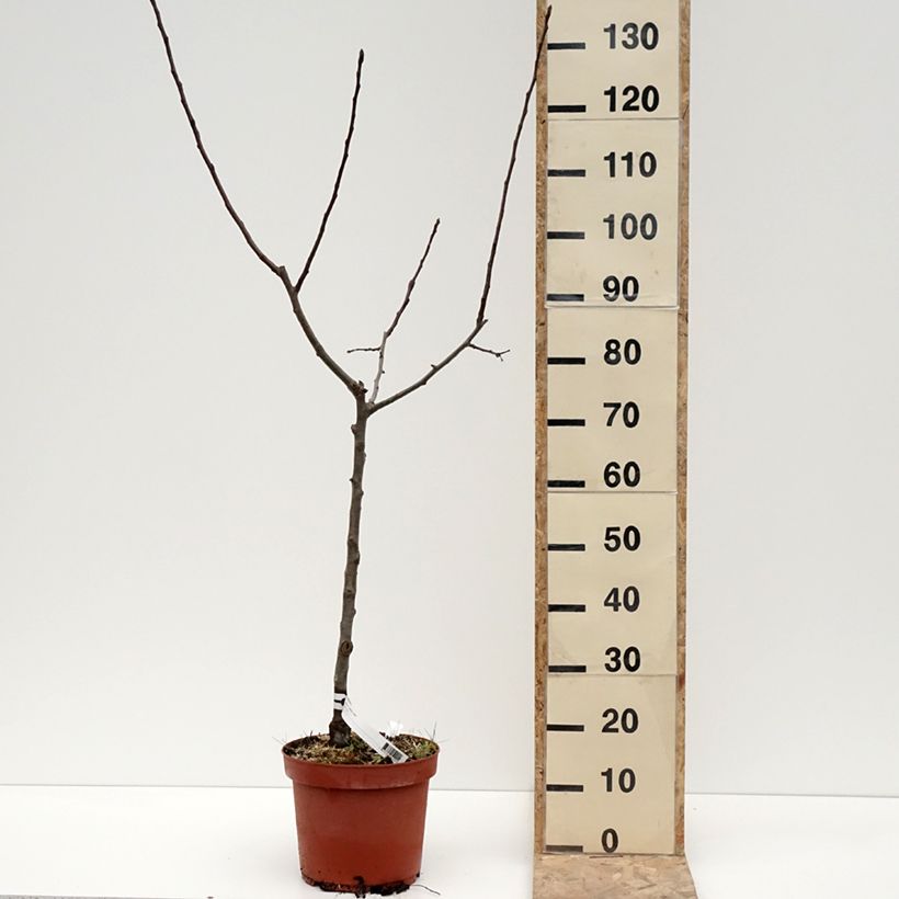 Exemplar von Apfelbaum Jacques Lebel - Malus domestica Topf mit 7,5L/10L, Gobelet-Form wie im Winter geliefert