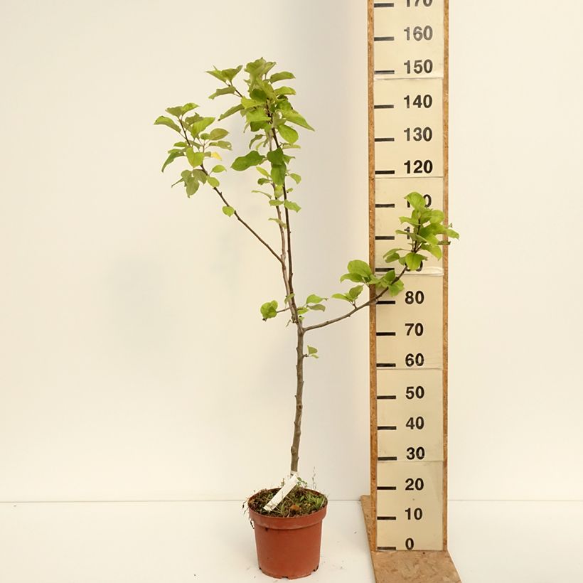 Example of Apfelbaum Jacques Lebel - Malus domestica Topf mit 7,5L/10L, Gobelet-Form as you get in ete