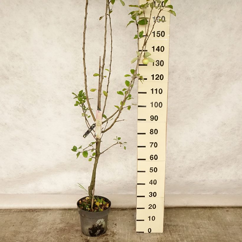 Example of Apfelbaum James Grieve - Malus domestica Topf mit 7,5L/10L, Gobelet-Form as you get in ete