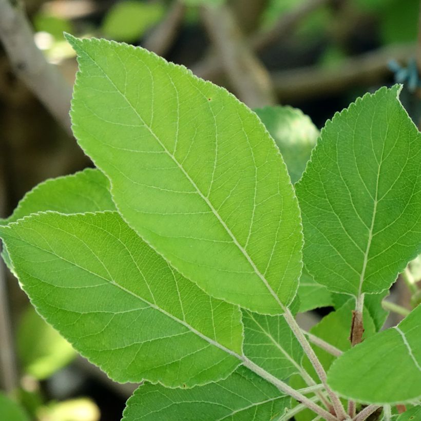 Apfelbaum James Grieve - Malus domestica (Foliage)