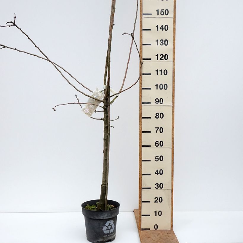 Exemplar von Apfelbaum James Grieve - Malus domestica Topf mit 7,5L/10L, Gobelet-Form wie im Herbst geliefert