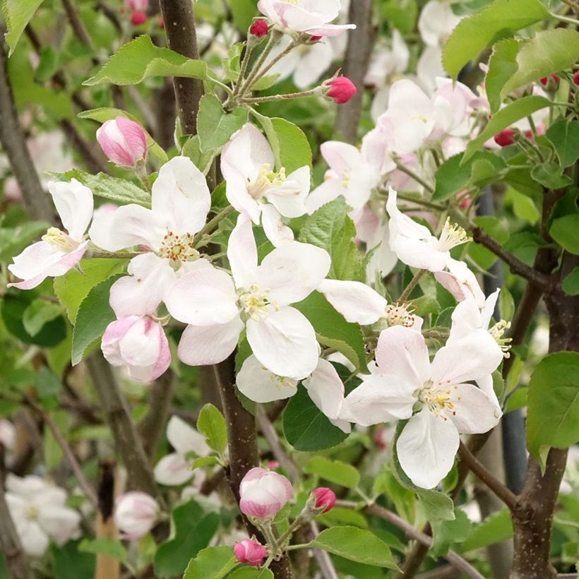 Apfelbaum Jonagold - Malus domestica (Flowering)
