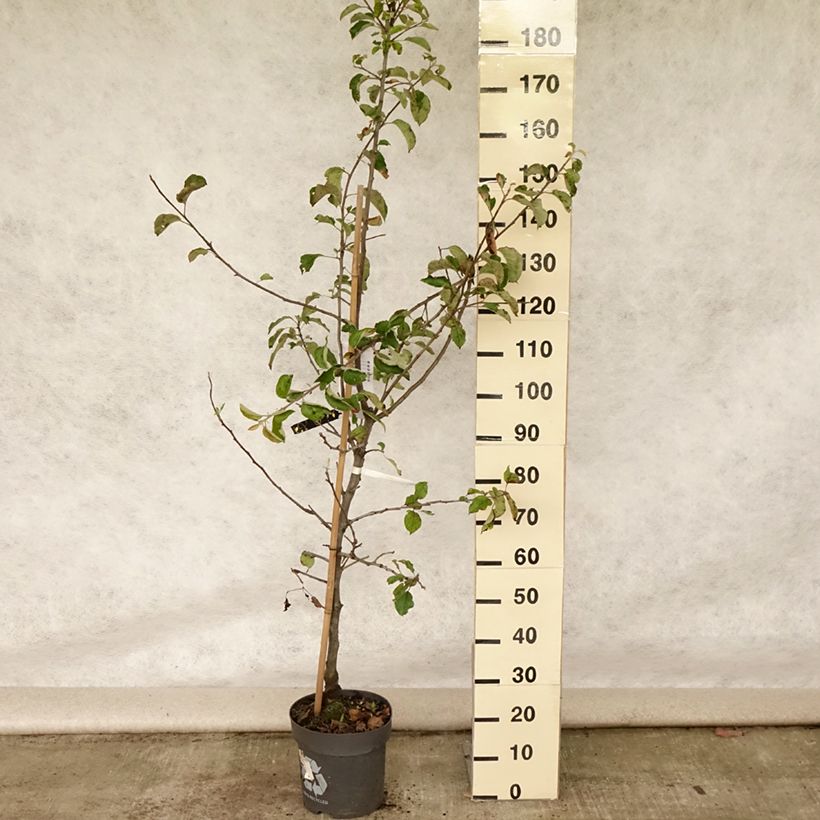 Example of Apfelbaum Jonagold - Malus domestica Topf mit 7,5L/10L, Gobelet-Form as you get in ete