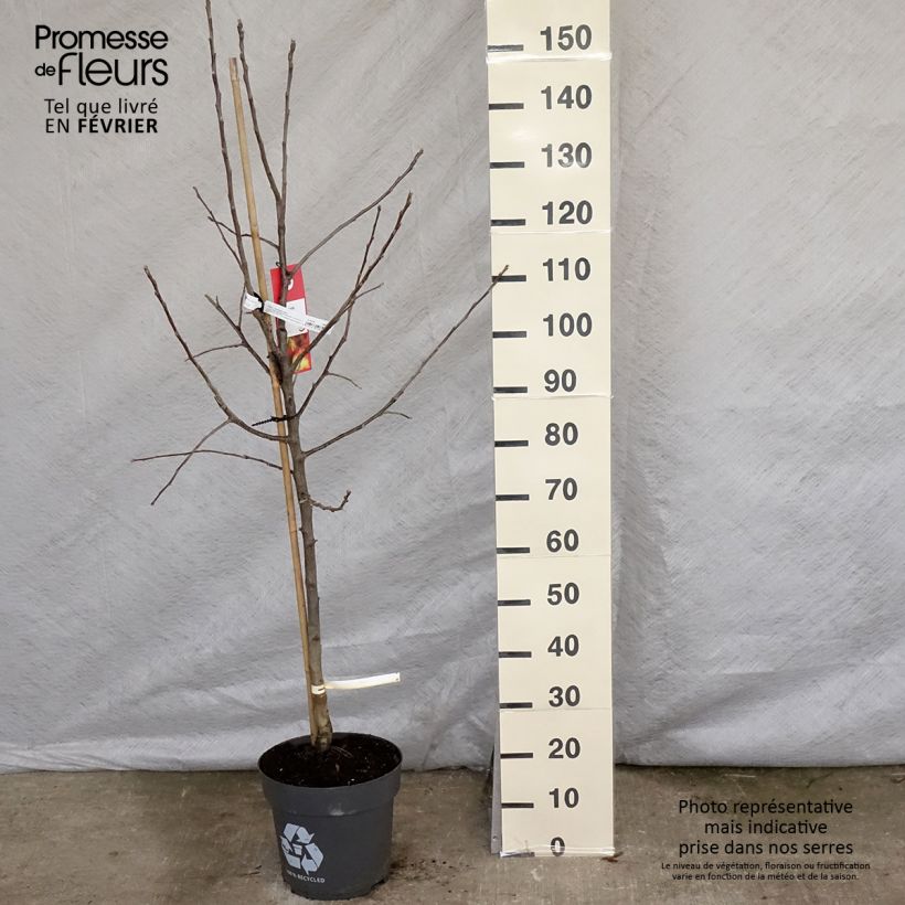 Exemplar von Apfelbaum Jonagold - Malus domestica Topf mit 7,5L/10L, Gobelet-Form wie im Winter geliefert