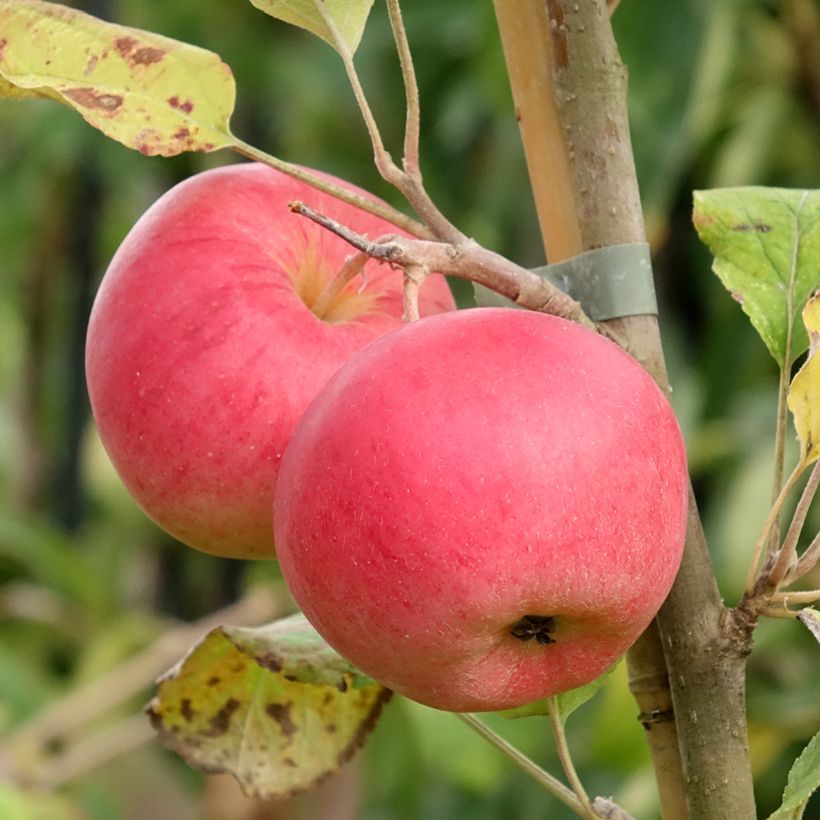 Goldparmäne Kantówka Gdańska - Malus domestica (Harvest)