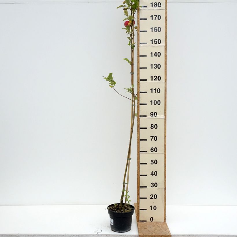 Example of Goldparmäne Kantówka Gdańska - Malus domestica Topf mit 4L/5L, Gobelet-Form as you get in ete