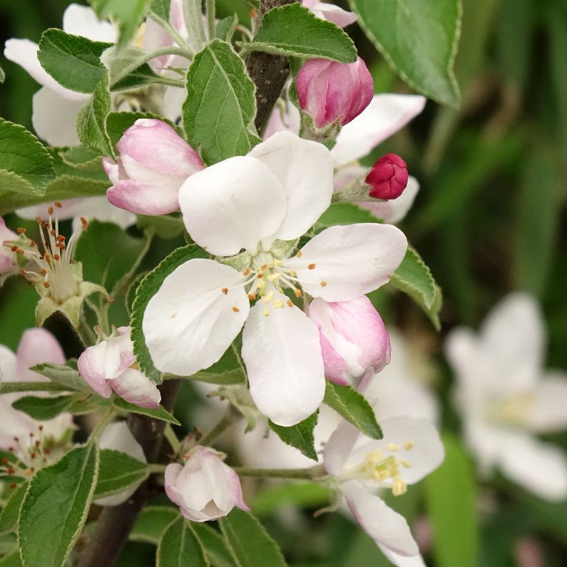 Zierapfel Karneval - Malus domestica (Flowering)