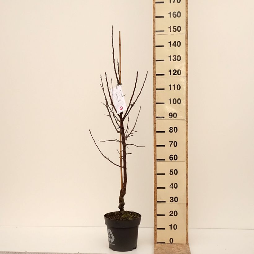 Exemplar von Zierapfel Karneval - Malus domestica Topf mit 7,5L/10L, Gobelet-Form wie im Winter geliefert