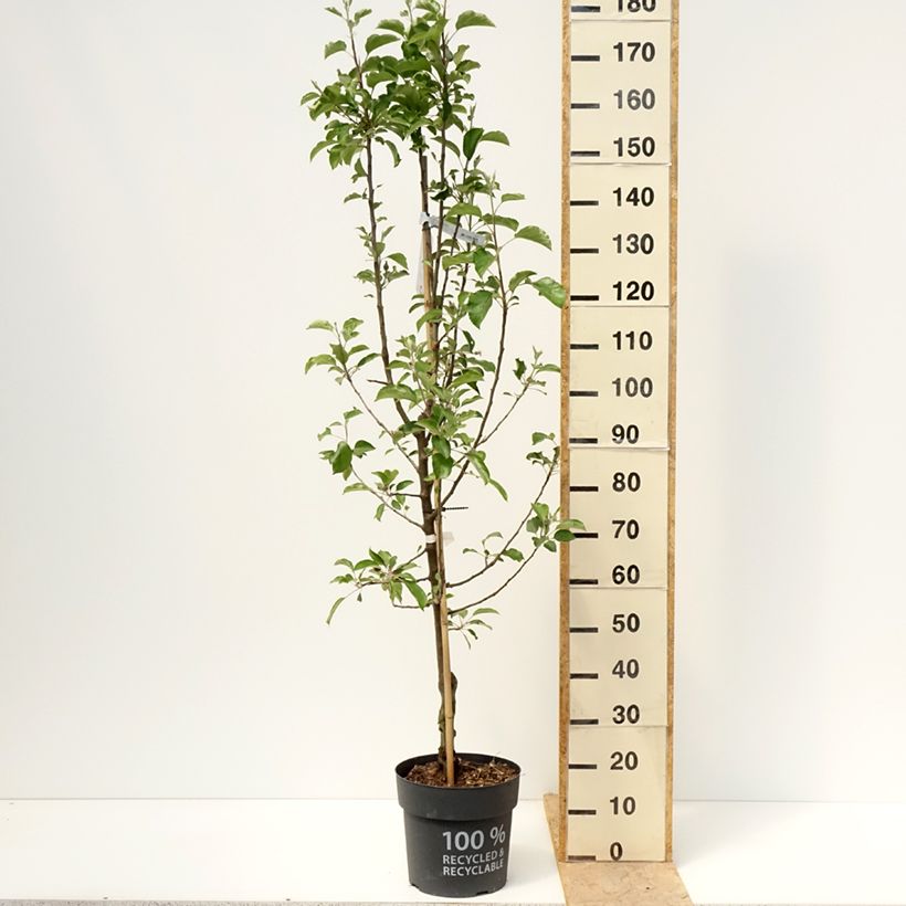 Exemplar von Zierapfel Karneval - Malus domestica Topf mit 7,5L/10L, Gobelet-Form wie im Frühjahr geliefert