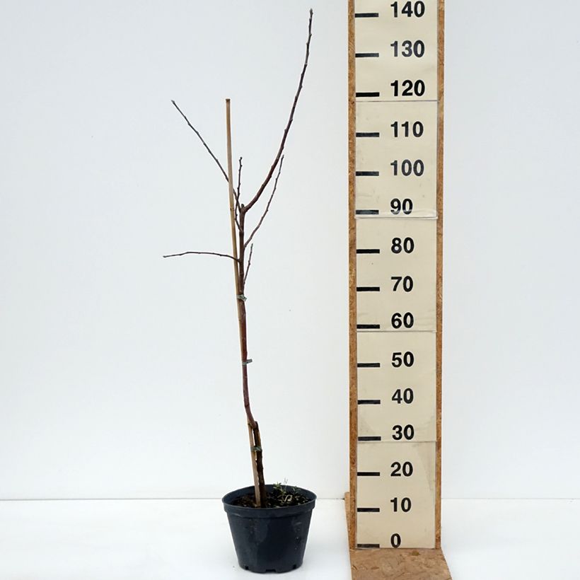 Exemplar von Goldparmäne Kosztela - Malus domestica Topf mit 4L/5L, Heister wie im Herbst geliefert