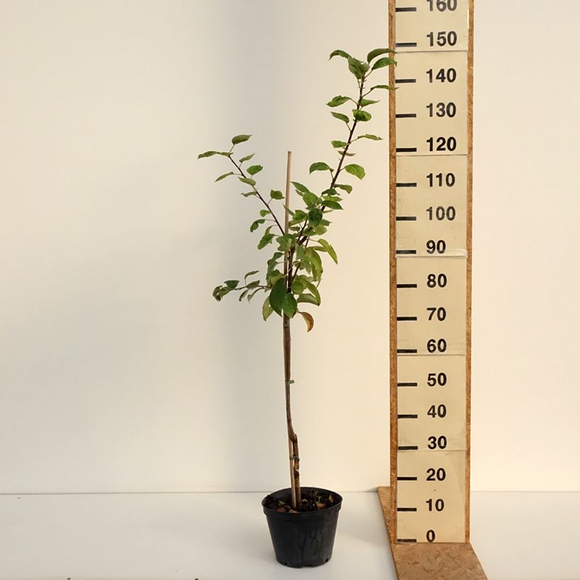 Example of Goldparmäne Kosztela - Malus domestica Topf mit 4L/5L, Gobelet-Form as you get in ete