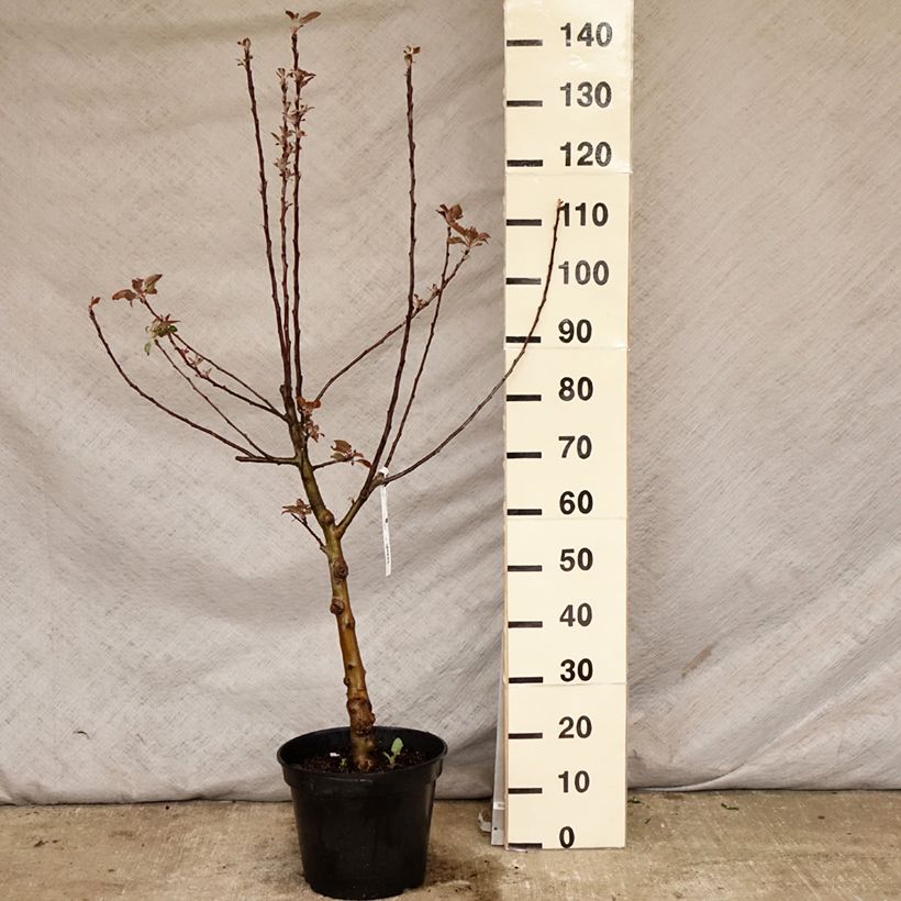 Exemplar von Apfelbaum Maggy - Malus domestica Topf mit 7,5L/10L, Gobelet-Form wie im Frühjahr geliefert