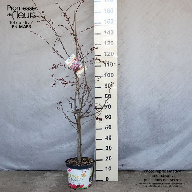 Exemplar von Zierapfel Diable Rouge - Malus Topf mit 7,5L/10L wie im Frühjahr geliefert