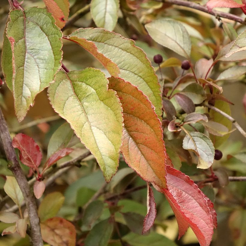 Zierapfel Diable Rouge - Malus (Foliage)