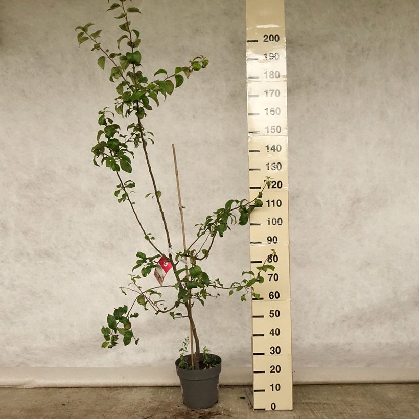 Example of Apfelbaum Braeburn - Malus domestica Topf mit 7,5L/10L, Gobelet-Form as you get in ete