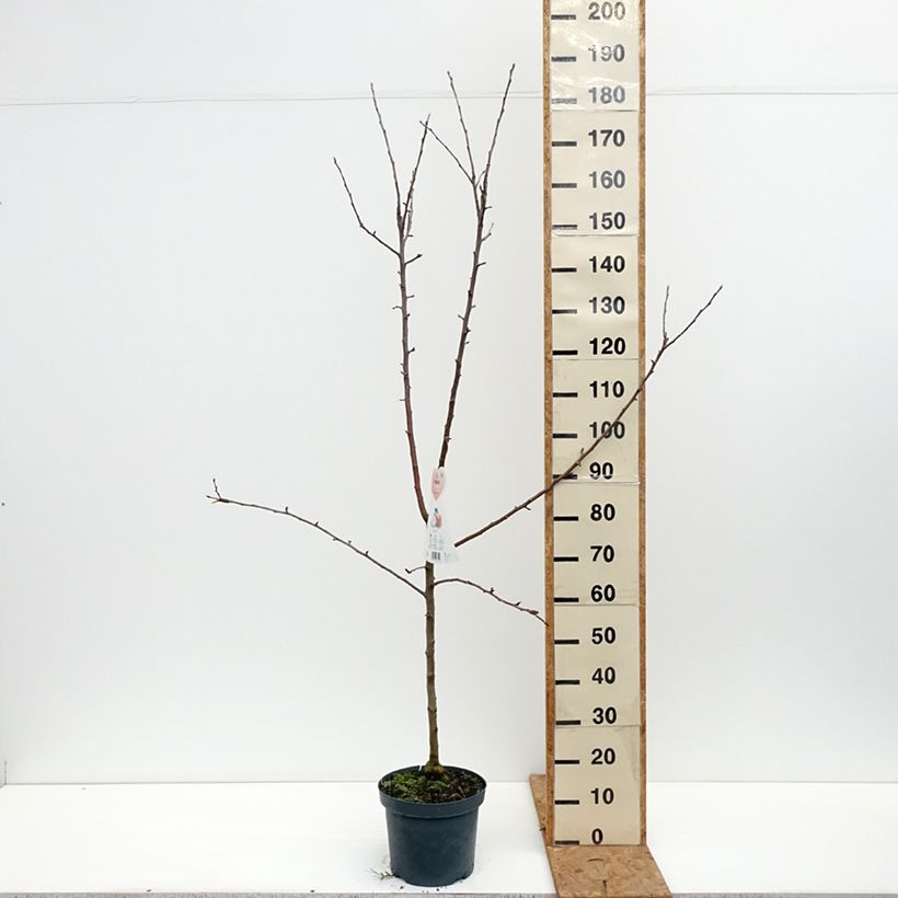 Exemplar von Apfelbaum Braeburn - Malus domestica Topf mit 7,5L/10L, Gobelet-Form wie im Herbst geliefert