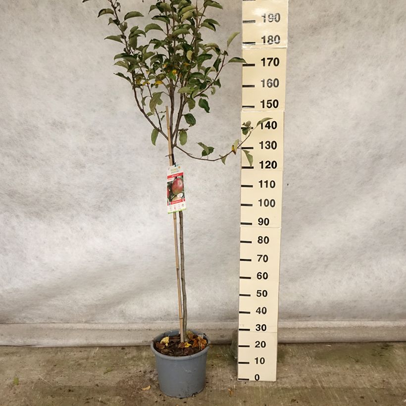 Example of Apfelbaum Idared - Malus domestica Topf mit 12L/15L, Halbstamm as you get in automne