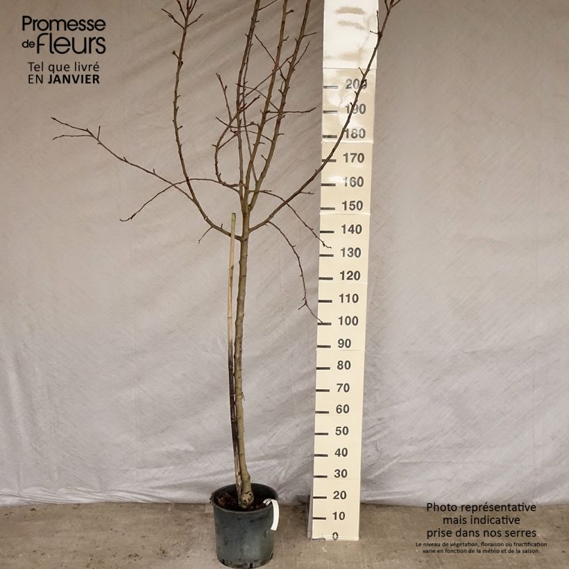 Exemplar von Apfelbaum Idared - Malus domestica Topf mit 12L/15L, Halbstamm wie im Winter geliefert