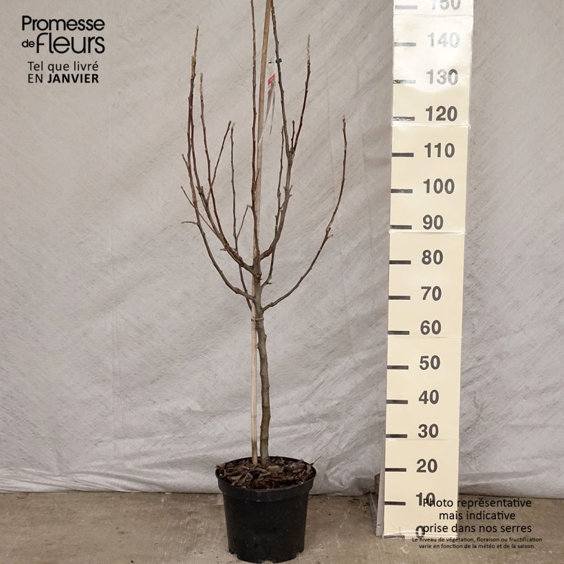 Exemplar von Apfelbaum Idared - Malus domestica Topf mit 7,5L/10L, Gobelet-Form wie im Winter geliefert