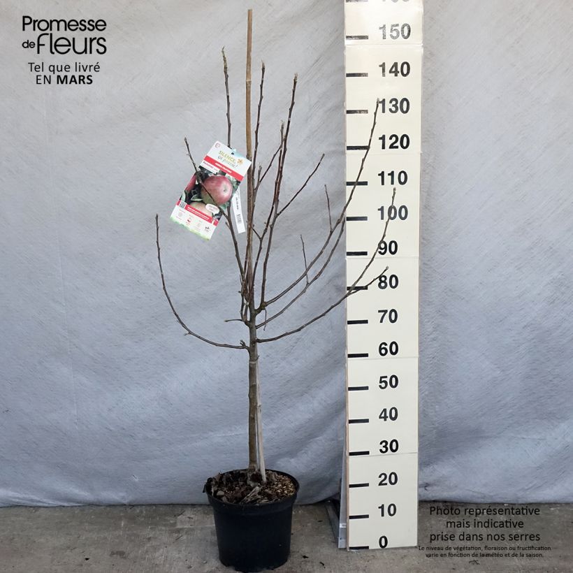 Exemplar von Apfelbaum Idared - Malus domestica Topf mit 7,5L/10L, Gobelet-Form wie im Frühjahr geliefert