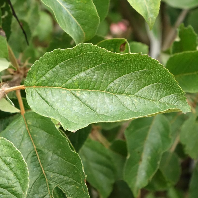 Apfelbaum Idared - Malus domestica (Foliage)
