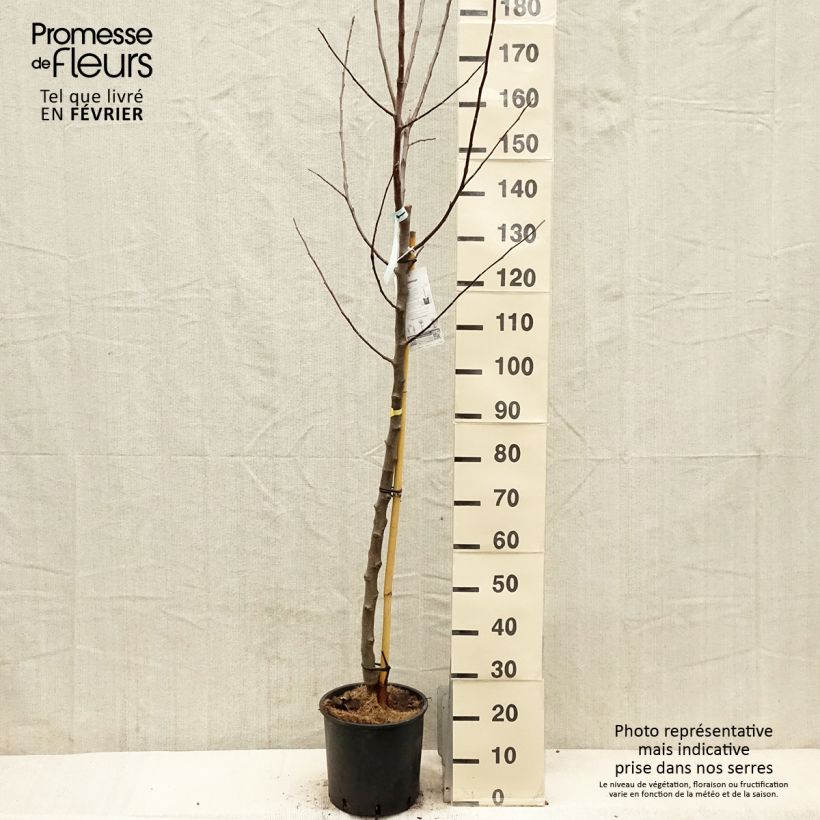 Example of Apfelbaum Reinette Blanche du Canada - Malus domestica Topf mit 7,5L/10L, Halbstamm as you get in hiver
