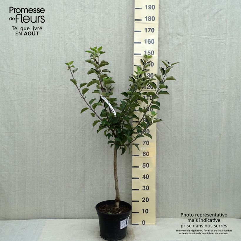 Example of Apfelbaum Reinette Blanche du Canada - Malus domestica Topf mit 7,5L/10L, Gobelet-Form as you get in ete