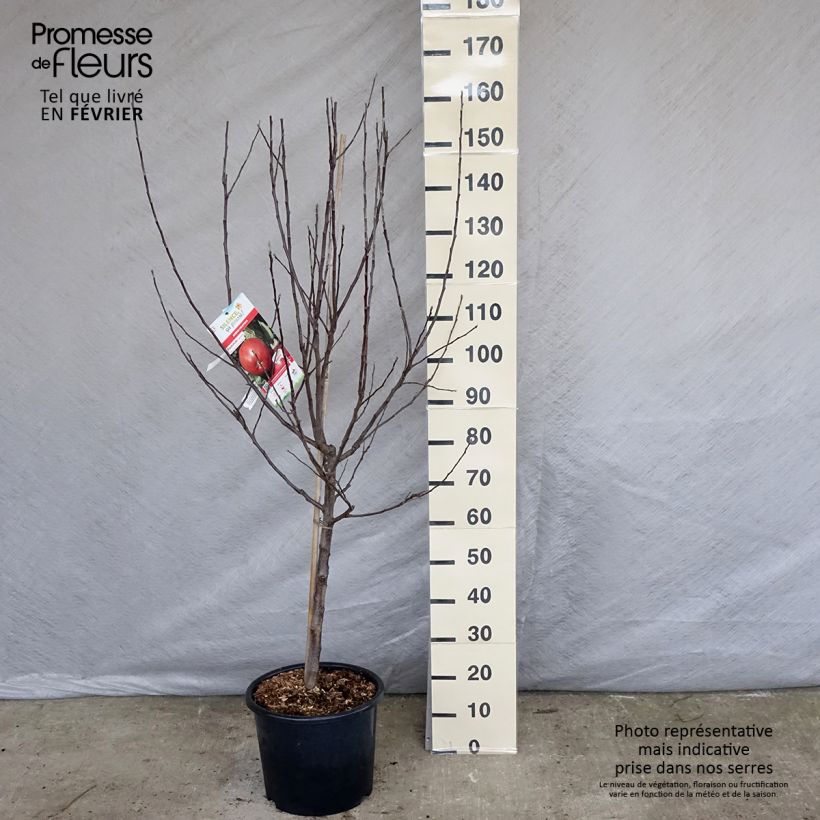 Exemplar von Apfelbaum Melrose - Malus domestica Topf mit 7,5L/10L, Gobelet-Form wie im Winter geliefert
