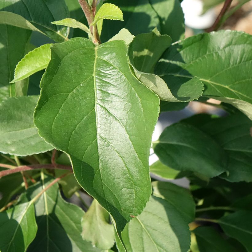 Zwergapfelbaum Fruit Me Apple Me Yellow Golden - Malus domestica (Foliage)