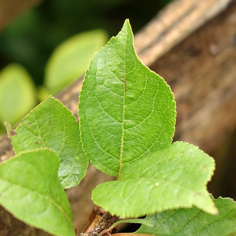 Zwergapfelbaum Croquella delgrina - Malus domestica (Foliage)