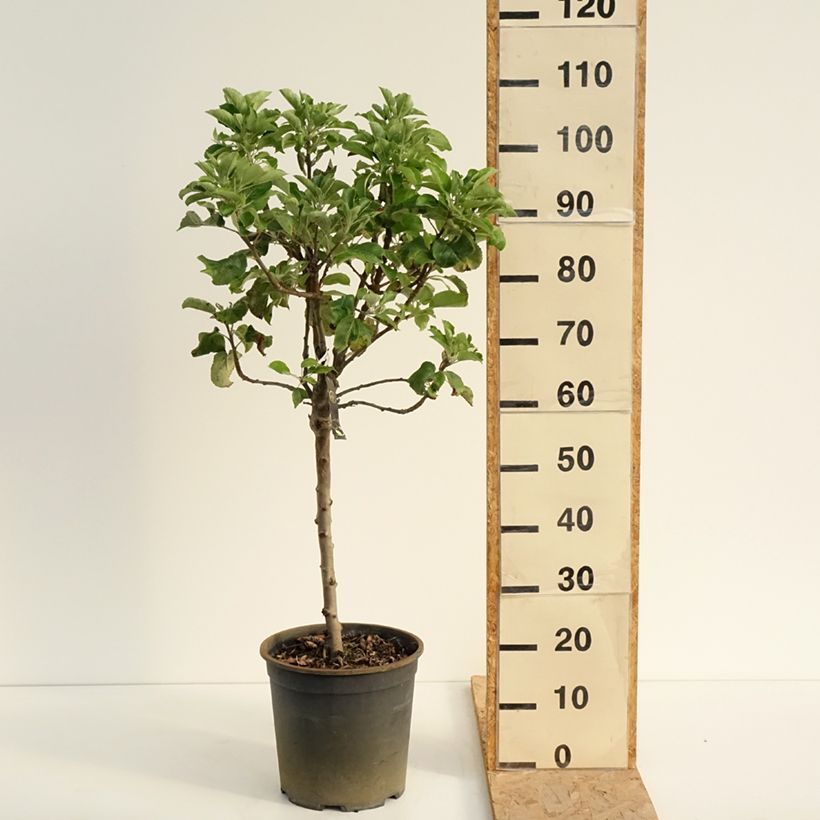 Example of Zwergapfelbaum Delicado - Malus domestica Topf mit 7,5L/10L as you get in ete