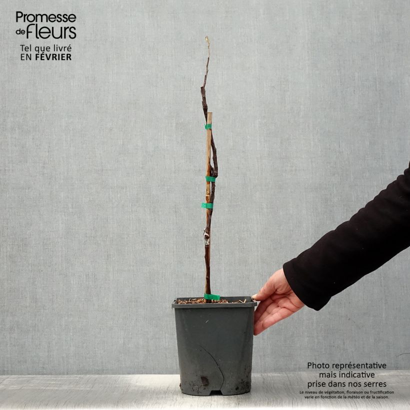 Exemplar von Zwergapfelbaum Fruit Me Apple Me Red Gala - Malus domestica Topf mit 4L/5L, Zwergform wie im Winter geliefert