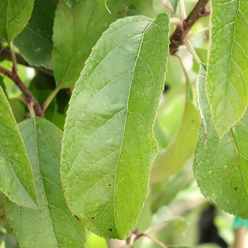 Zwergapfelbaum Fruit Me Apple Me Red Gala - Malus domestica (Foliage)
