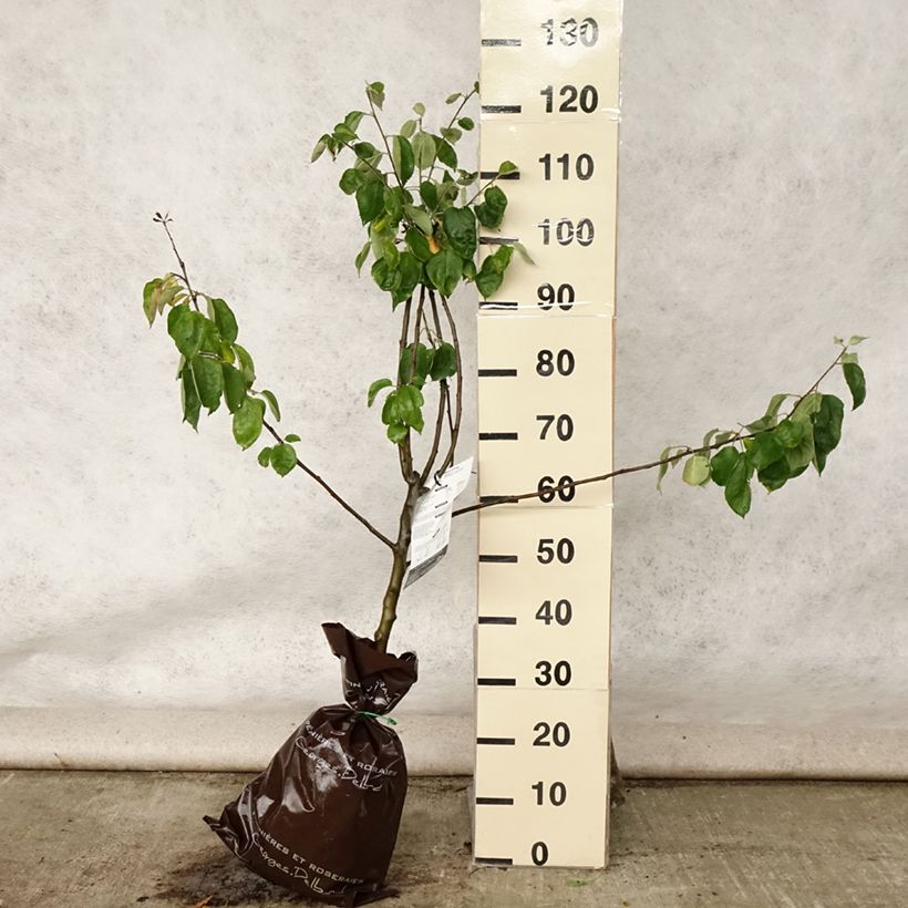 Example of Apfelbaum Rambour d'Hiver - Malus domestica Plug "Fertig-zum-Pflanzen", Gobelet-Form as you get in ete