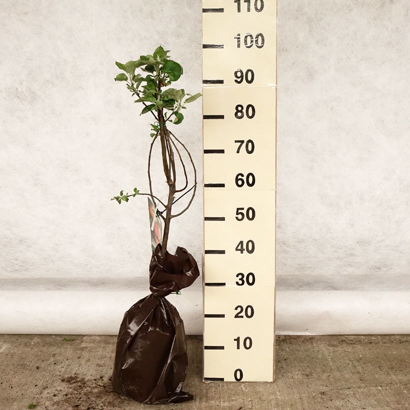 Exemplar von Apfelbaum Rambour d'Hiver - Malus domestica Plug "Fertig-zum-Pflanzen", Gobelet-Form wie im Frühjahr geliefert