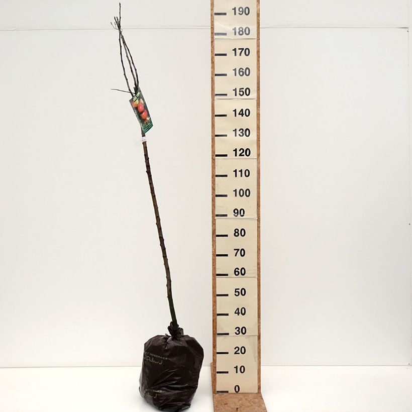 Exemplar von Apfelbaum Rambour d'Hiver - Malus domestica Ballenware "Fertig-zum-Pflanzen", Halbstamm wie im Herbst geliefert