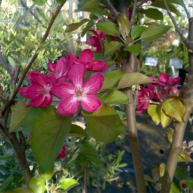 Apfelbaum Red Love - Malus domestica (Flowering)