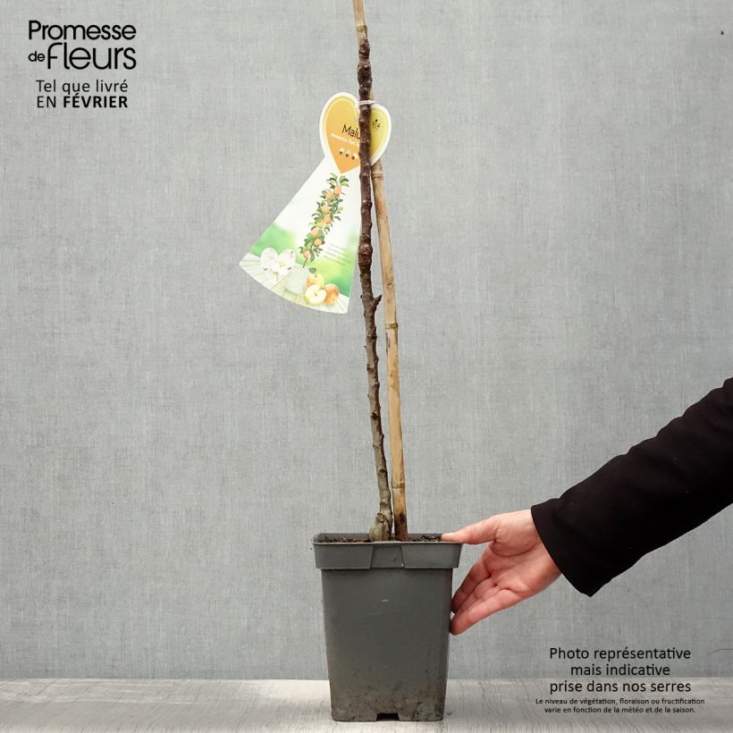 Exemplar von Apfelbaum Red Sensation - Malus domestica Topf mit 4L/5L, Säulenförmig wie im Winter geliefert