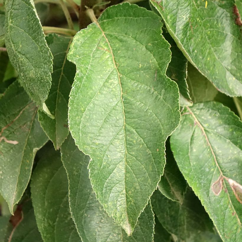 Apfelbaum Red Sensation - Malus domestica (Foliage)